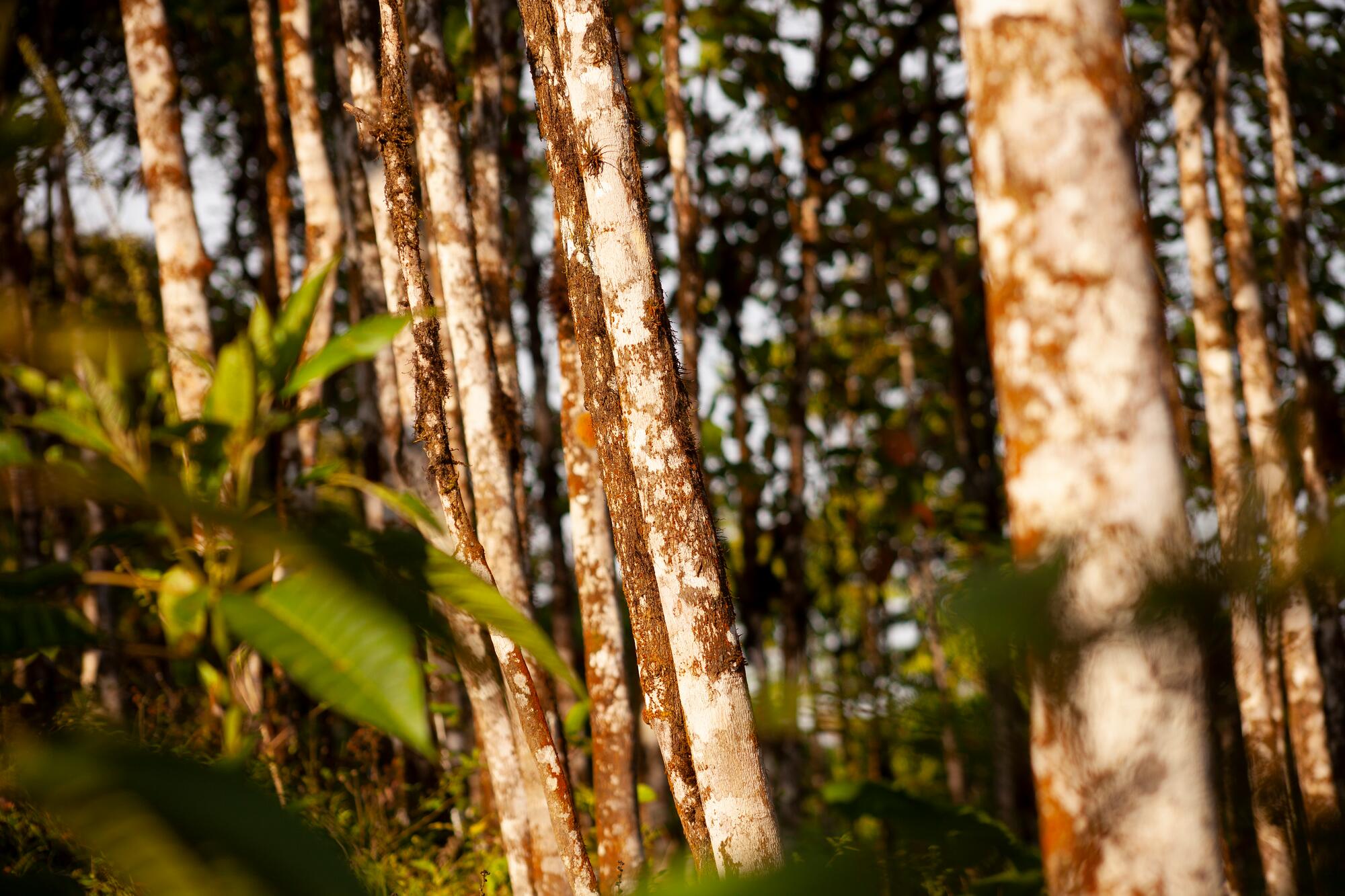 kl_quinine_active-ingredient_field_plant_2020 -33-